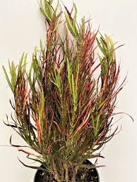 Croton Picasso's Paintbrush : 6 Inch Pot