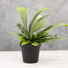 Staghorn Fern : 6 Inch Pot