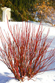 Arctic Fire Red Dogwood ® PW : 3 Gallon