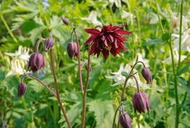 Ruby Port Columbine : 1 Gallon