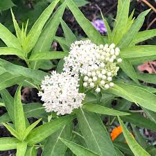 Ice Ballet Milkweed : 1 Gallon