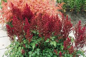 Elisabeth van Veen Astilbe : 1 Gallon