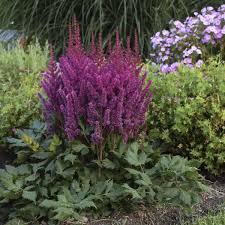 Visions Volcano Astilbe : 1 Gallon