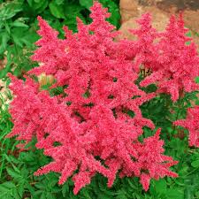 Younique Carmine Astilbe : 1 Gallon