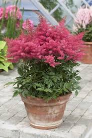 Younique Lilac Astilbe : 1 Gallon