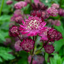 Sparkling Stars Red Astrantia : 1 Gallon