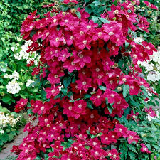 Ernest Markham Clematis : 2 Gallon