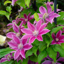 Poseidon Boulevard Clematis : 2 Gallon