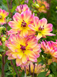 Pacific Ocean Dahlia : 2 Gallon