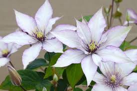 Samaritan Jo Clematis : 2 Gallon