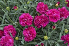 Fruit Punch 'Funky Fuchsia' Dianthus ® : 1 Gallon