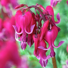Red Fountain Bleeding Heart : 1 Gallon
