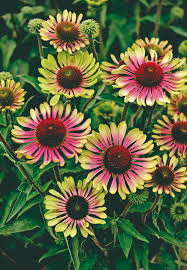 Green Twister Coneflower : 1 Gallon