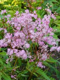 Red Umbrellas Meadowsweet : 1 Gallon