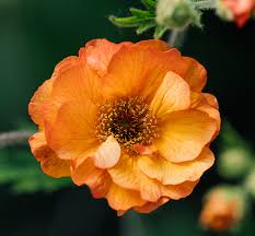 Miss Clementine Geum : 1 Gallon