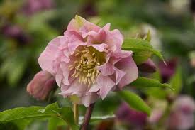 Helleborus ‘Double Ellen Pink’ : 1 Gallon