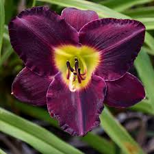 Daylily 'Bela Lugosi' : 1 Gallon