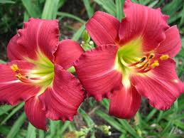 Ruby Stella Daylily : 1 Gallon