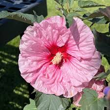 Summerific 'All Eyes on Me' Rose Mallow ® : 3 Gallon