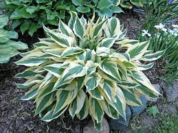 Lakeside Dragonfly Hosta : 1 Gallon