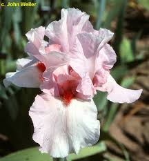 Lenora Pearl Iris : 1 Gallon