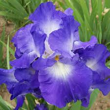 Speeding Again Iris : 1 Gallon