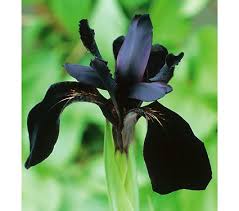 Black Form Iris : 1 Gallon