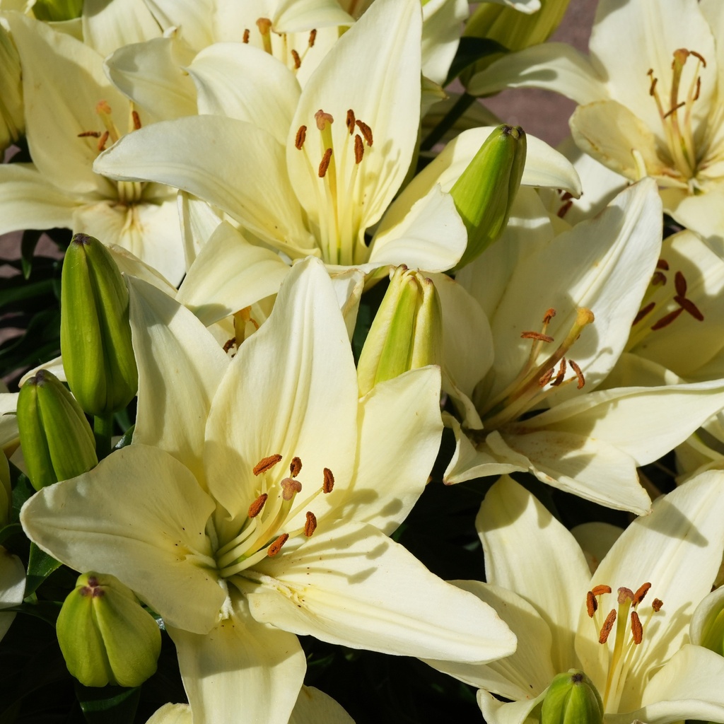 Gwenn Asiatic Lily : 1 Gallon