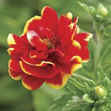 Potentilla Arc-en-Ciel : 1 Gallon