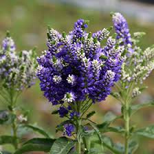 Veronica Blue Bomb : 1 Gallon