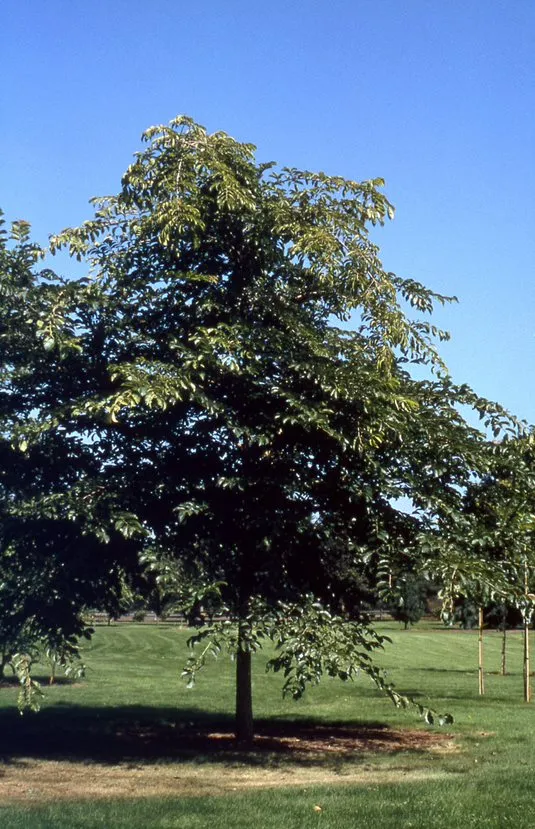 Prospector Elm : 4.5 Inch