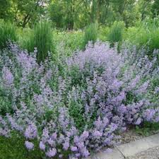 Blue Cloud Calamint Catmint : 1 Gallon
