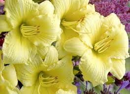 Going Bananas Daylily : 1 Gallon