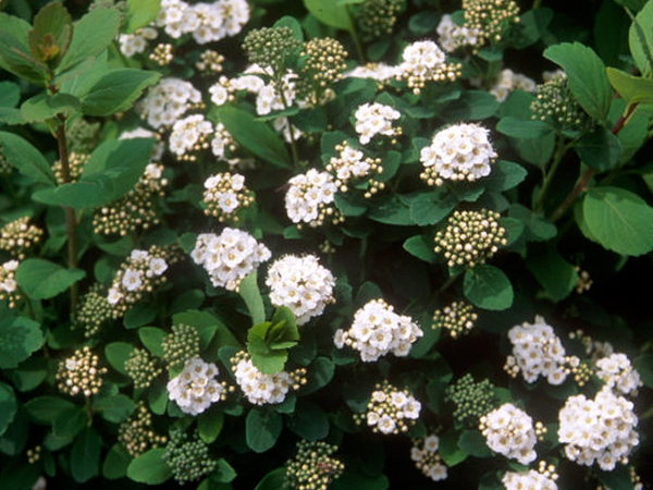 Tor Birchleaf Spirea : 3 Gallon
