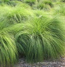 Prairie Dropseed Grass : 3 Gallon