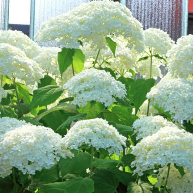 Annabelle Hydrangea : 3 Gallon