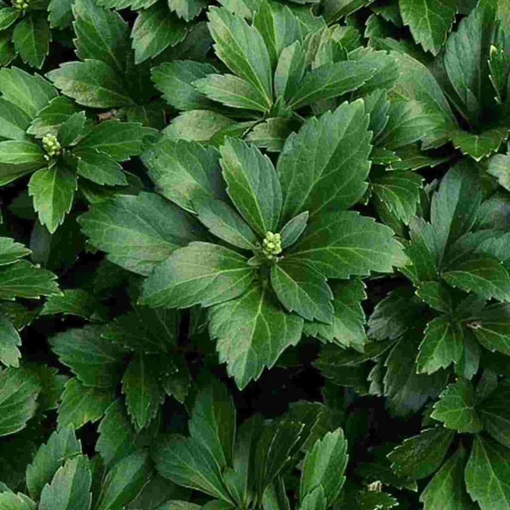 Green Carpet Pachysandra : 1 Gallon
