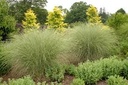 Morning Light Maiden Grass : 2 Gallon