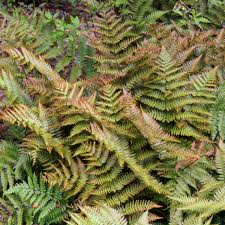 Autumn Brilliance Fern : 1 Gallon