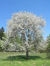 Bing Cherry : 7 Gallon