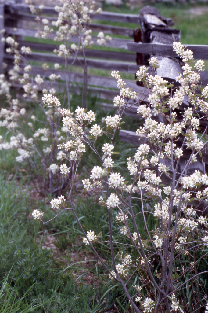 Running Serviceberry : 3 Gallon