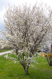 Allegheny Serviceberry MS : 6 Foot