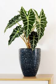 Dwarf Elephant Ear 'Polly' : 4 Inch Pot