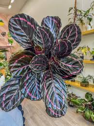 Pink Painted Prayer Plant : 4 Inch Pot