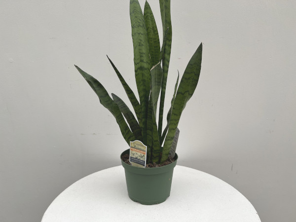 Sansevieria 'Zeylanica' : 10 Inch Pot