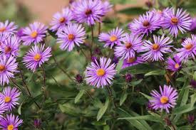 New England Aster : 1 Gallon