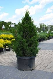 Spartan Juniper Topiary Bull : Medium