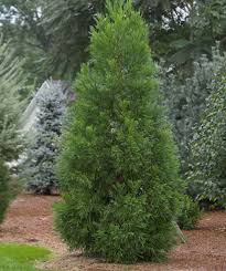 Yoshino Japanese Cedar : 6 Foot
