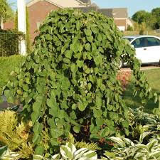 Cascading Hearts Weeping Redbud : 7 Gallon