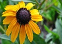 Brown Eyed Susan : 1 Gallon